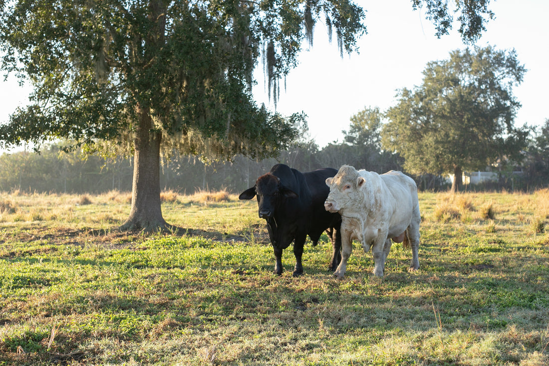 There’s Some Bad News About Beef Supply. Here’s the Good News for Local Families.