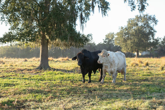 There’s Some Bad News About Beef Supply. Here’s the Good News for Local Families.