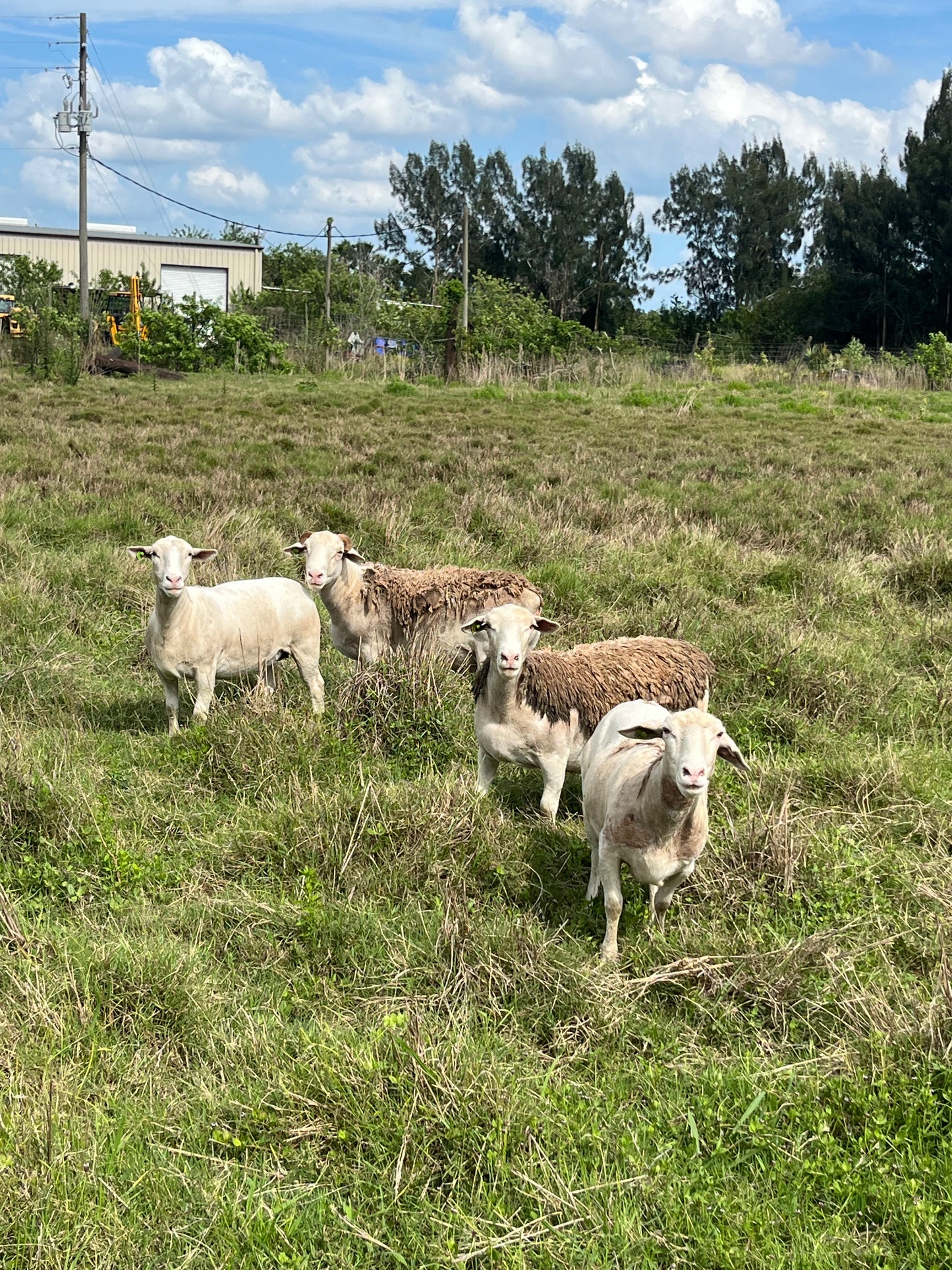Meat, Greet, and Graze: A Day at Our Ancestors' Foods Farm 12/13/25 10am-12pm (TIER 2)