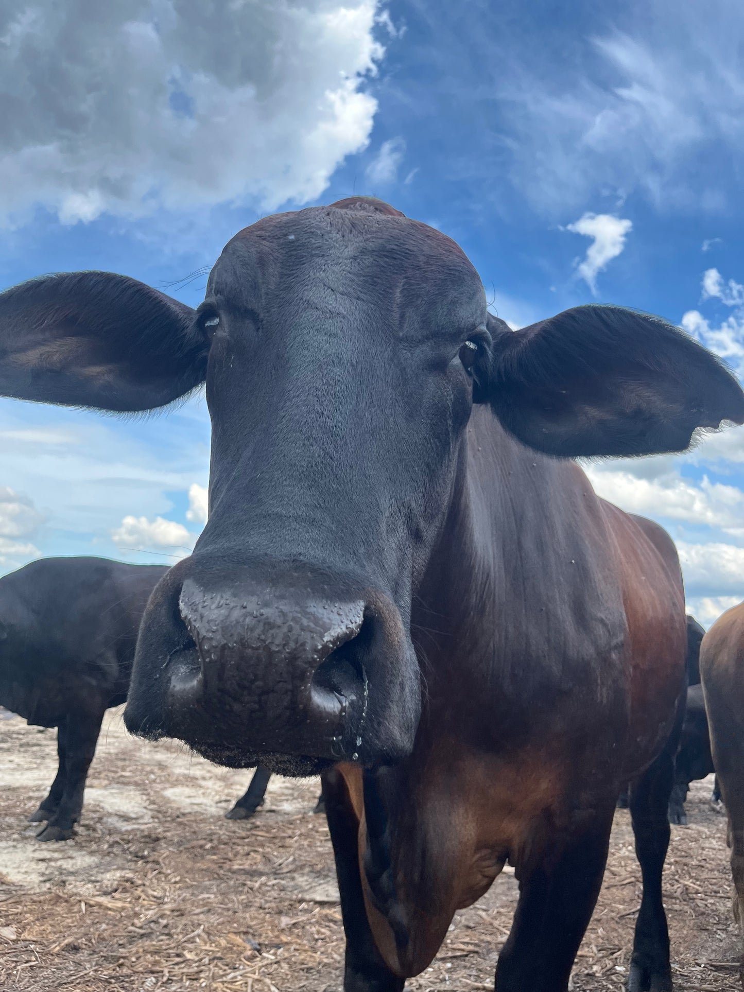 Meat, Greet, and Graze: A Day at Our Ancestors' Foods Farm 10/7/23 10am-12pm